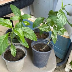 Bonitas Plantas Naturales de muicle o sangre de cristo a Buen precio