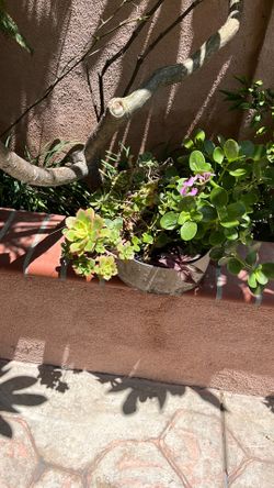 Assorted succulents