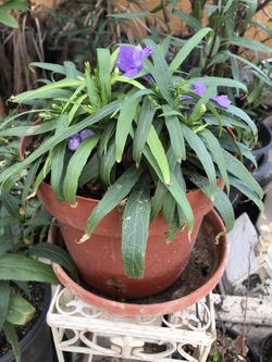 Dwarf Ruellia Named Katy