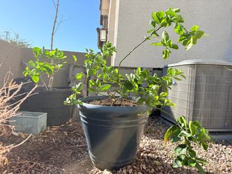 Mandarin Citrus Fruit Tree in Large 21” Blue Planter With Organic Soil