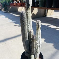 Big Cluster Euphorbia Abdelkuri Imported