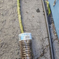 Plumeria Cuttings With Roots 