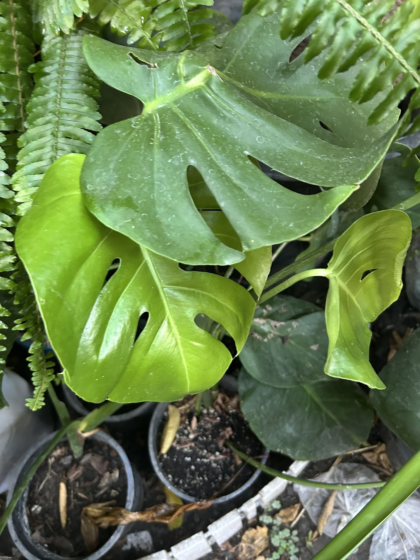 Planta