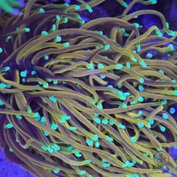 Fake Coral Decor (Dragon Soul Torch) -