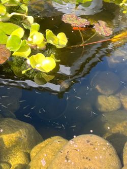 Free mosquito fish for your pond