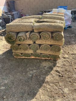 Ag sod fescue hybrid mix