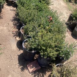 Plants