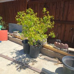 Xylosma Tree Ready To Be Planted.