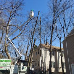 Tree Work 