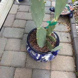 Ace Opuntia