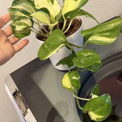 Manjula Pothos 