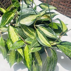 Hoya Pot Of Gold Plant