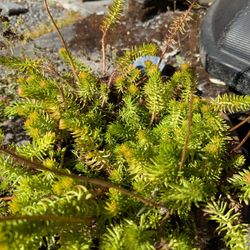 Sedum/Stonecrop 'Angelina' Pups From Established Plant | With or Without Roots