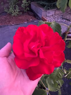 Plant Beautiful flower Rose in X-Large pot