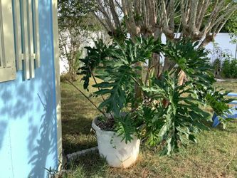Split leaf philodendron