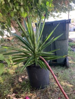 2years old Yucca In Pot