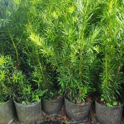 Beautiful Podocarpus Plants For Privacy!!! 3 Feet Tall! Feet 