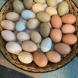 Organic Eggs 