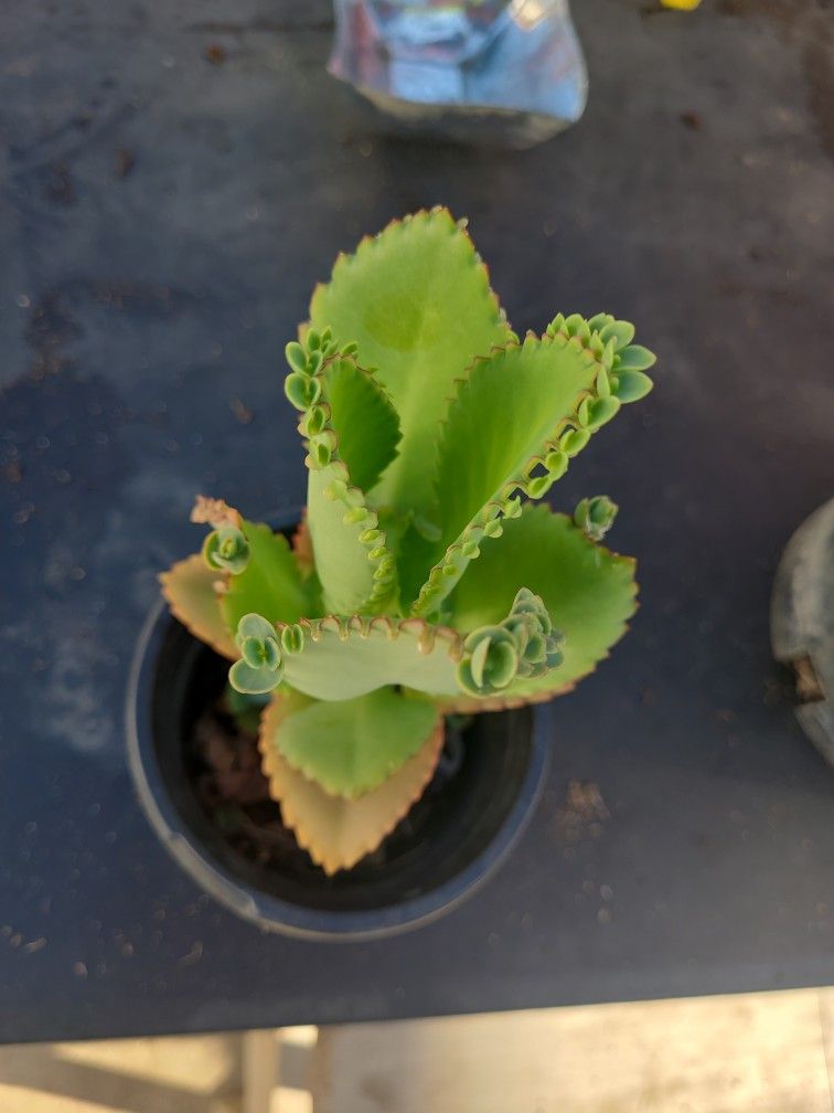 Mother Of Thousands Plant