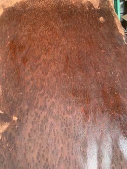 Redwood Burl Thick Slab