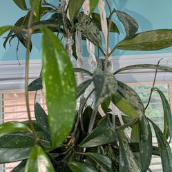 Hoya Pubicalyx Splash