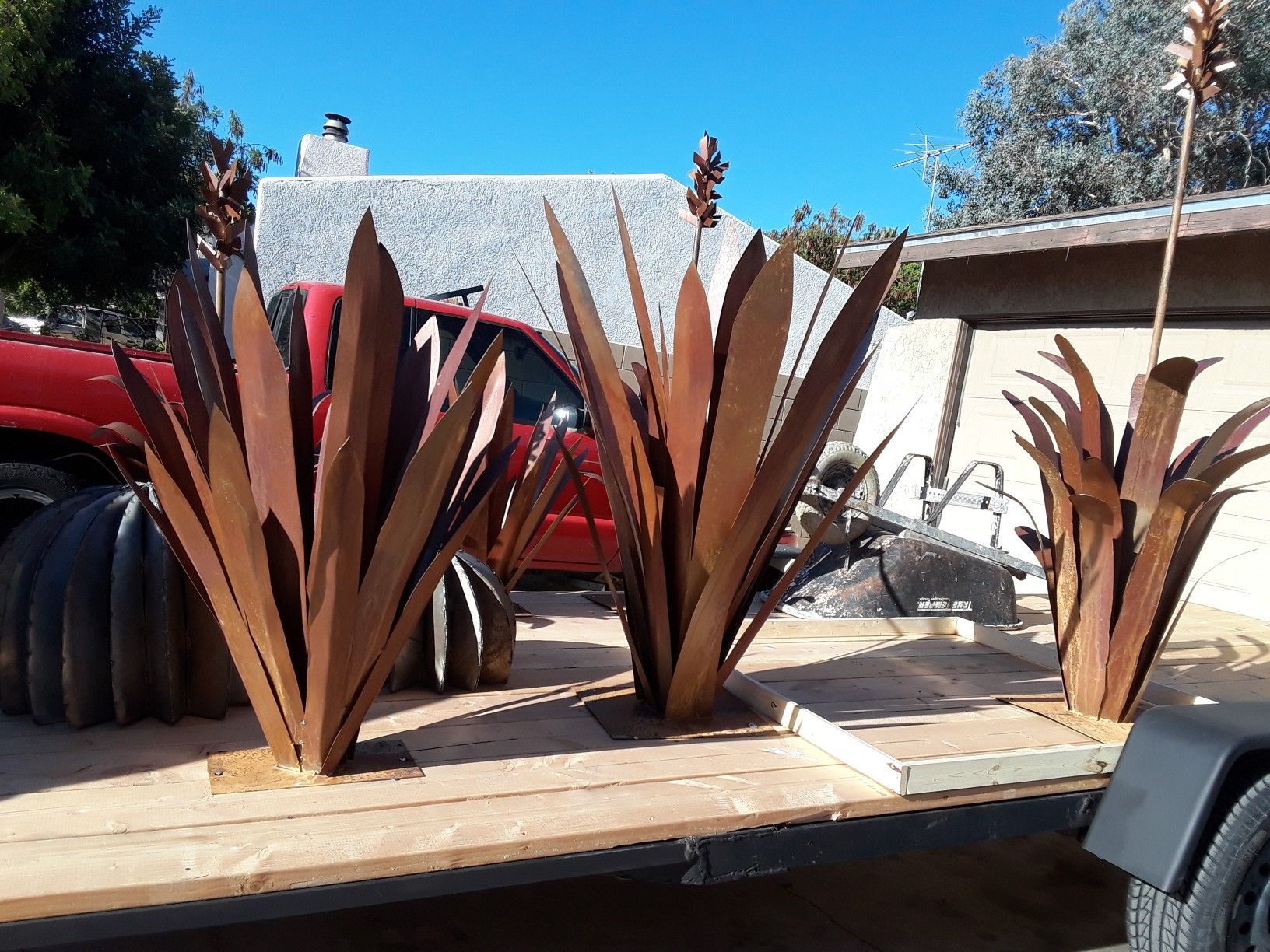 Outdoor agave