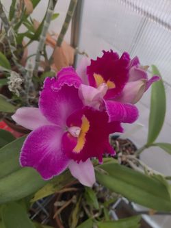 Cattleya Orchid