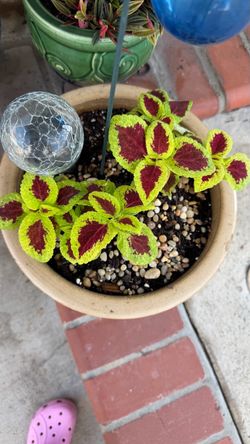 Coleus plant