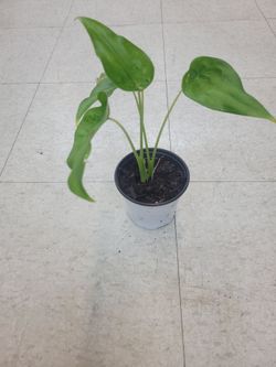 Alocasia cucullata
