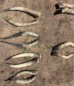 Long horns without skulls
