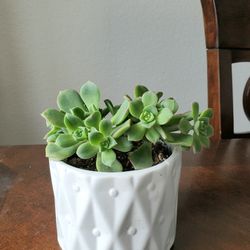 House Plant, In A Nice Ceramic Pot, Home Decoration 