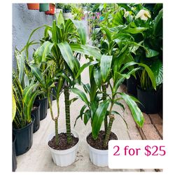 Plants (8”pot x 3ft tall🌿2 Dracaena fortune plants $25)
