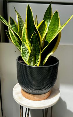 Medium glass planter with snake plant