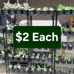 $2 Each Succulent (Great for wedding favors, Baby showers Favors, gardening, Potting, arrangements)