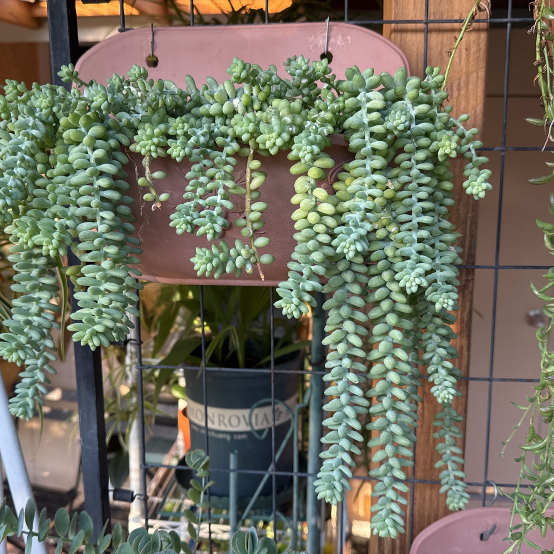 plant