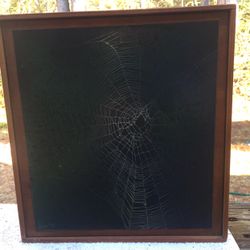 Preserved Spider Web Art