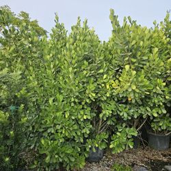 Clusias Podocarpus Over 6 Feet Tall Instant Privacy Hedge Ror Fence 