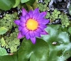 Starter Tropical Water Lily-$5 each