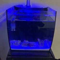 Salt Water Fish Tank 