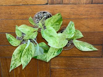 Snow Queen Pothos Plant