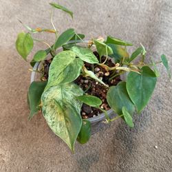 Heart Leaf Variegated + Non Variegated 