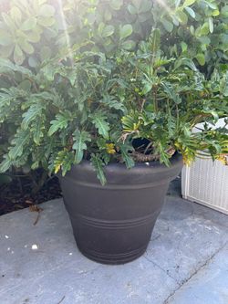 2 Plantas Natural Con Maceteros De 30 Pulgadas 