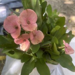 Crown Of Thorn Plant