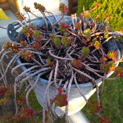 Cute Metal Bucket With Succulents Starting To Fill In. Only Available Until End Of May