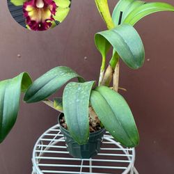 6” cattleya orchid 