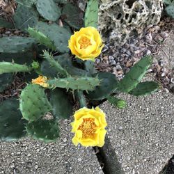 6 Prickly Pear Pads