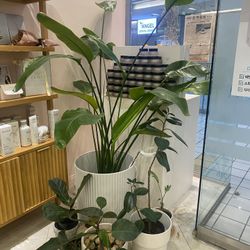 Giant Birds of Paradise Plant with pot