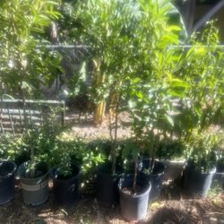 Guava Tree