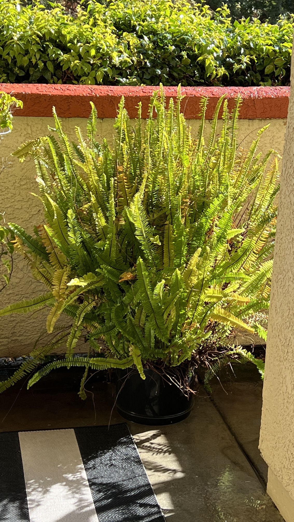 Huge Healthy Fern Plant