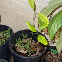 Avocado Plants